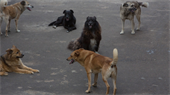 Депутат ГД Сухарев предложил выдать правоохранителям и работникам ЖКХ отпугиватели собак